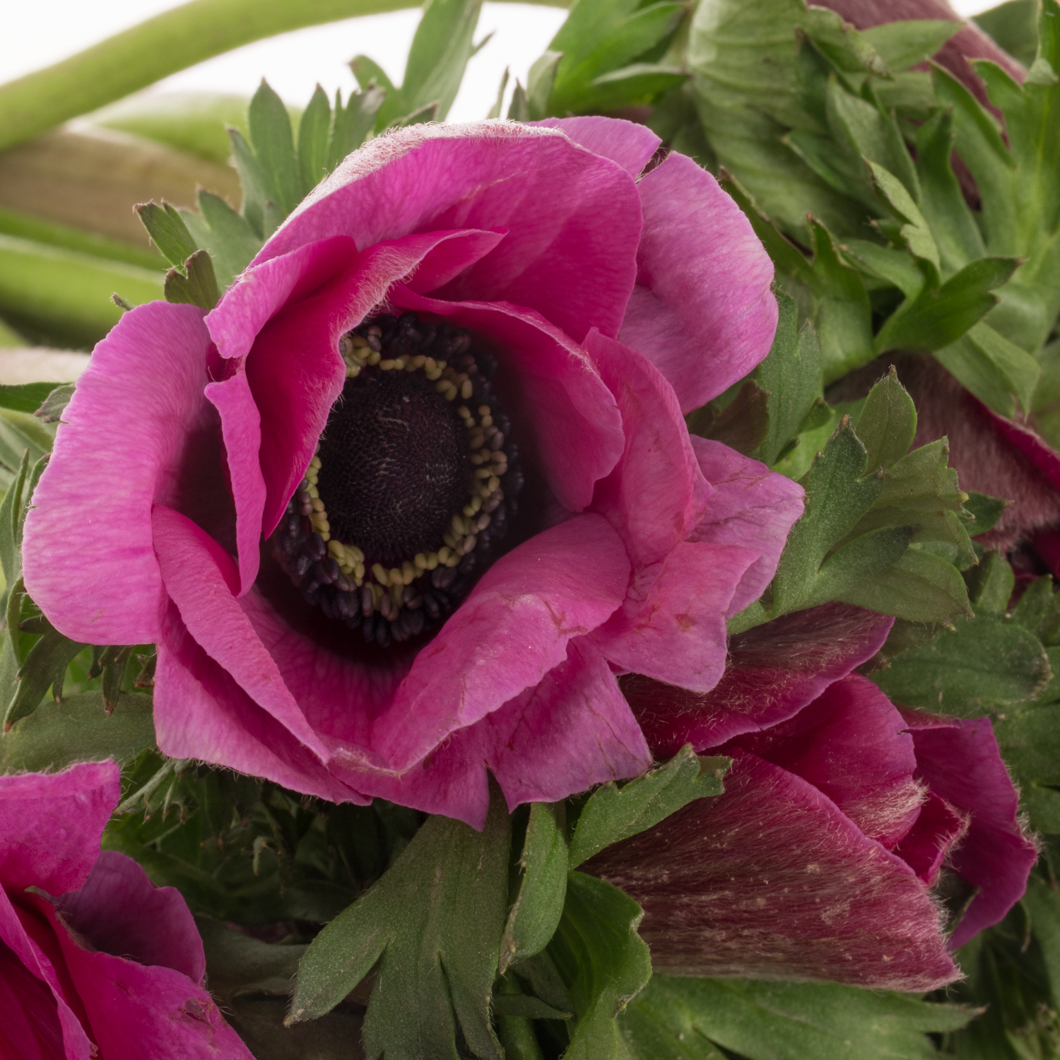 Anemone lila Israel x 50 40cm