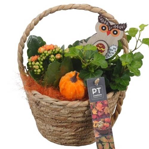 Kal.Arr PTHI5418 Herbst T15 H022