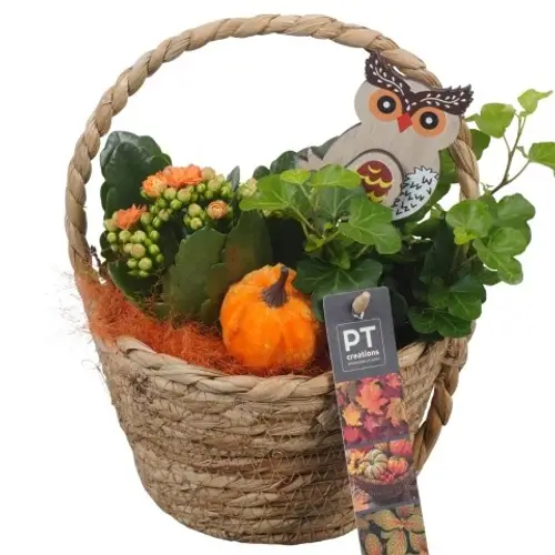 Kal.Arr PTHI5418 Herbst T15 H022