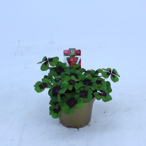 Klee (Oxalis) T09 H12