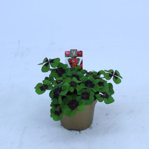 Klee (Oxalis) T09 H12