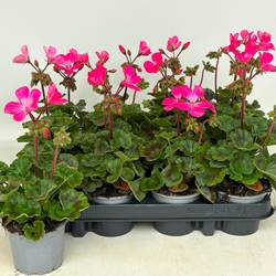 Pelargonium Zonale rosa T09 H030