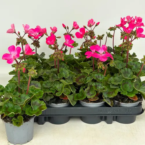 Pelargonium Zonale rosa T09 H030