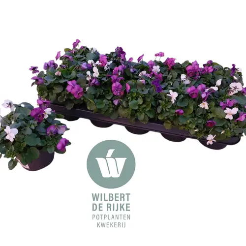 Hornveilchen mix Oslo T12 H018