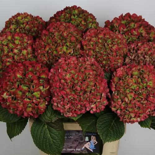 Hortensie rot/grün Glowing Alps classic Bol 19cm 70cm