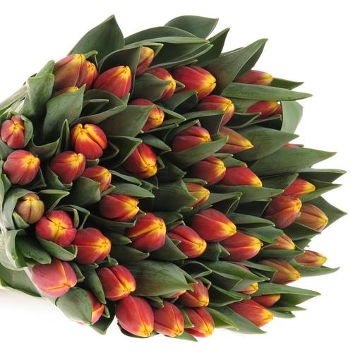 Tulpe rot/orange Rambo 54 Gramm