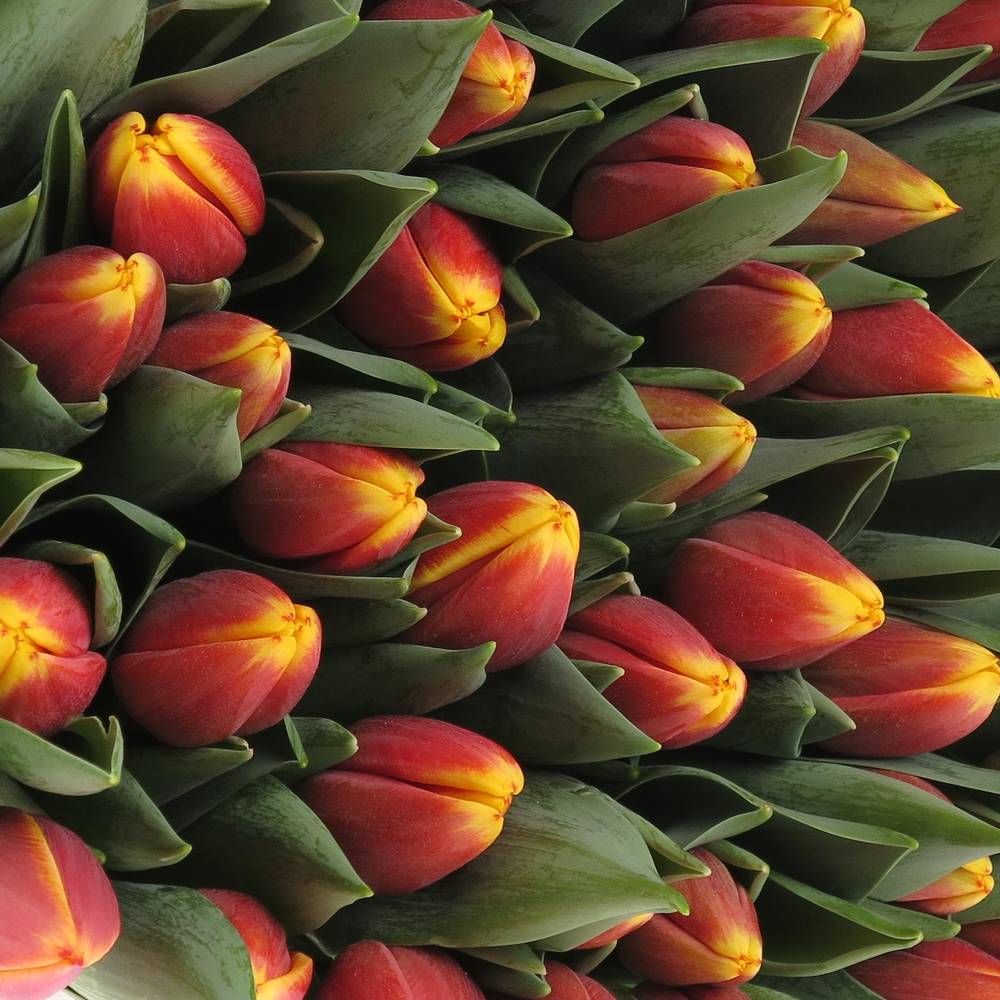 Tulpe rot/orange Rambo 54 Gramm