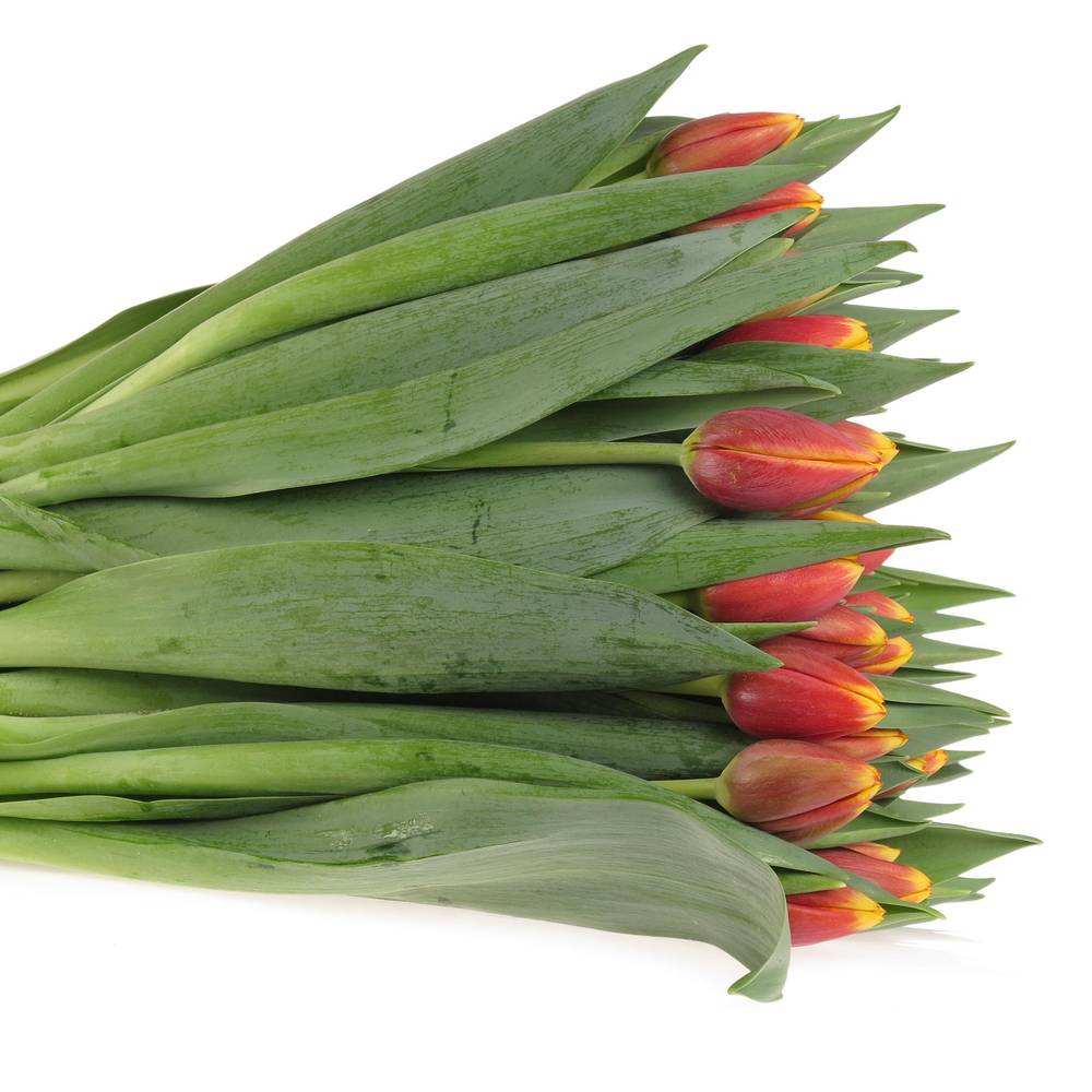 Tulpe rot/orange Rambo 54 Gramm