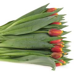 Tulpe rot/orange Rambo 54 Gramm