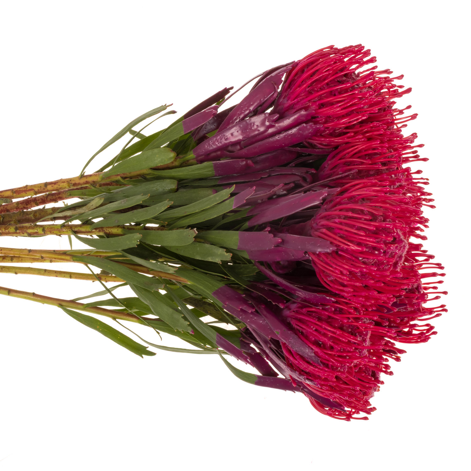 Nutans cerise Wachs 60cm