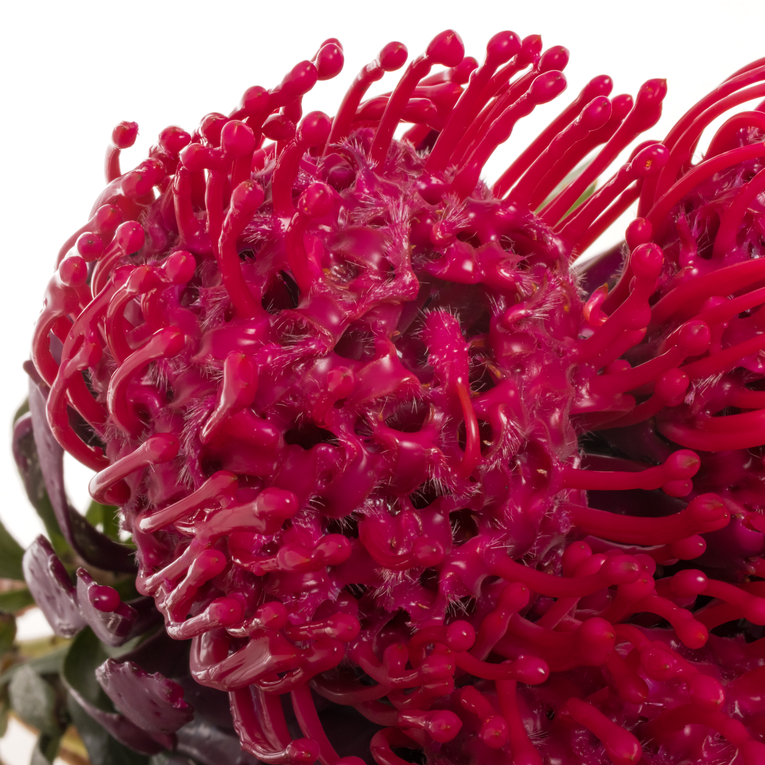 Nutans cerise Wachs 60cm