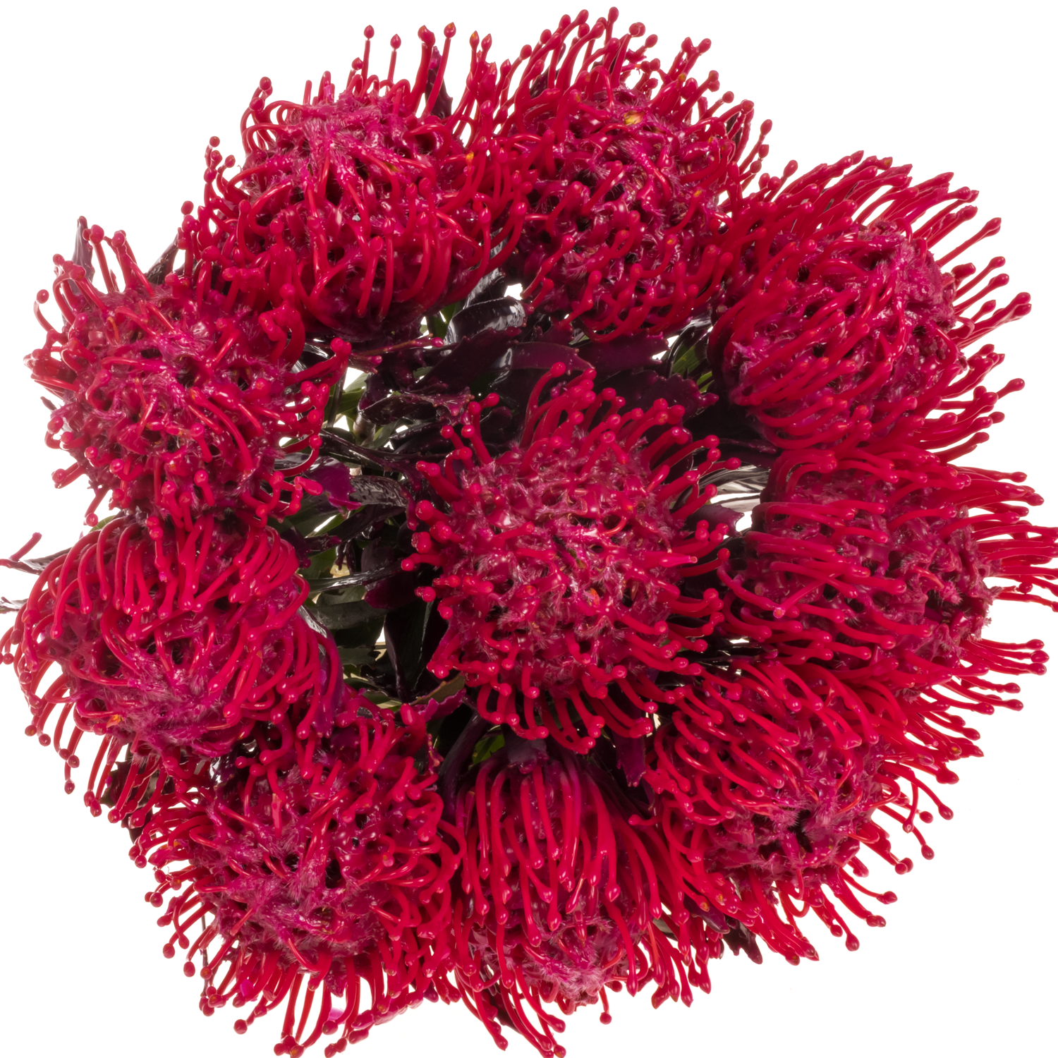 Nutans cerise Wachs 60cm