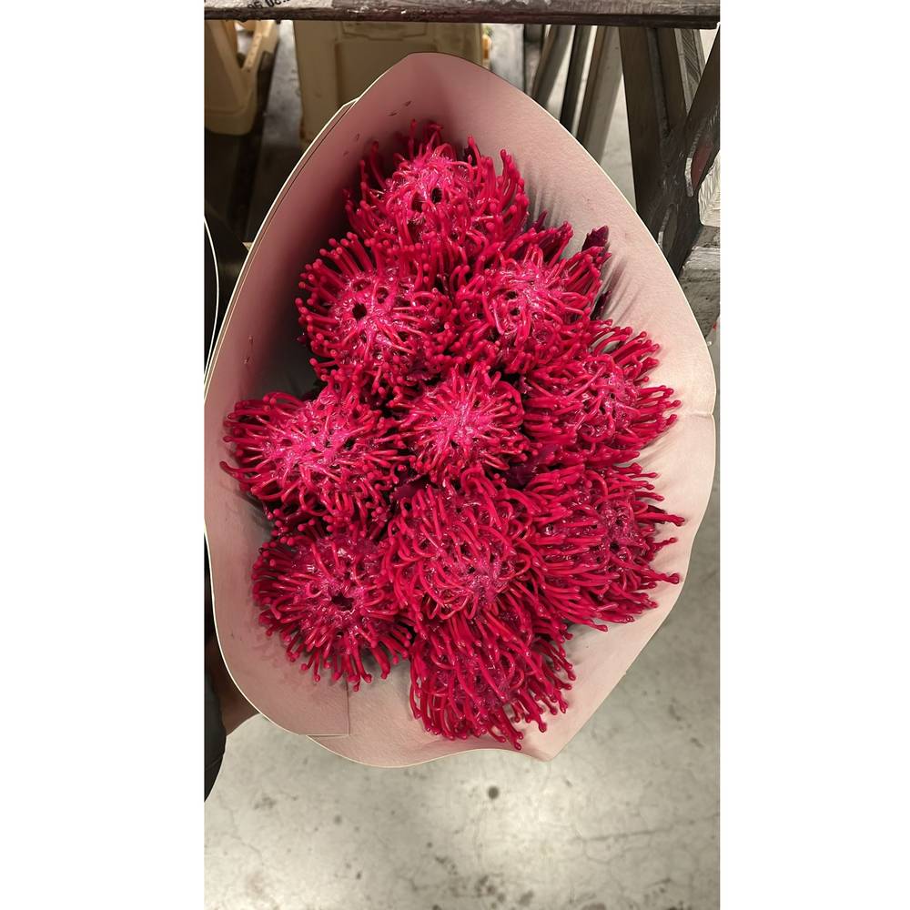 Nutans cerise Wachs 60cm
