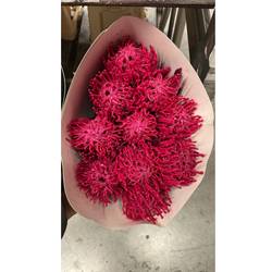 Nutans cerise Wachs 60cm
