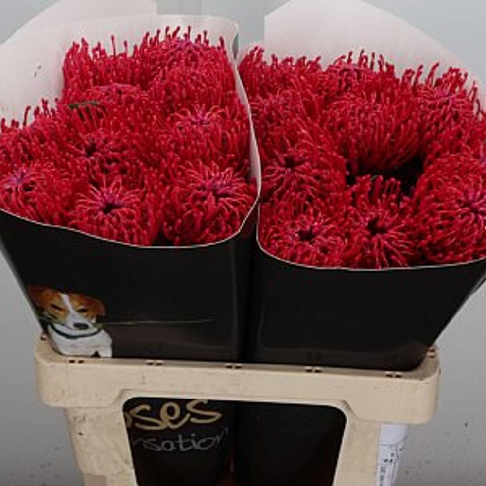 Nutans cerise Wachs 60cm