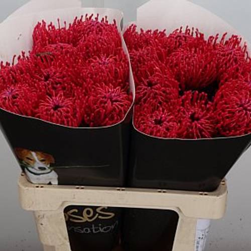 Nutans cerise Wachs 60cm
