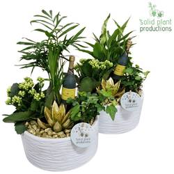 Kal.Arr SCE003 mix White Gold Silvester T18 H038