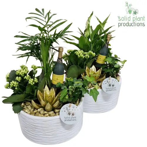 Kal.Arr SCE003 mix White Gold Silvester T18 H038