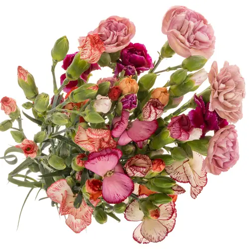 Spraynelke mix Im Bund Divine  60cm