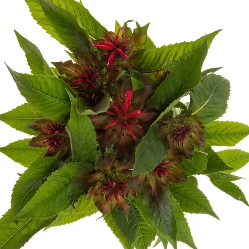 Monarda rot star 65cm