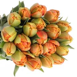 Tulpe orange doppel Icoon Triflor 40 Gramm