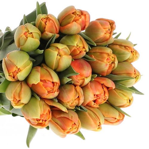 Tulpe orange doppel Icoon Triflor 40 Gramm