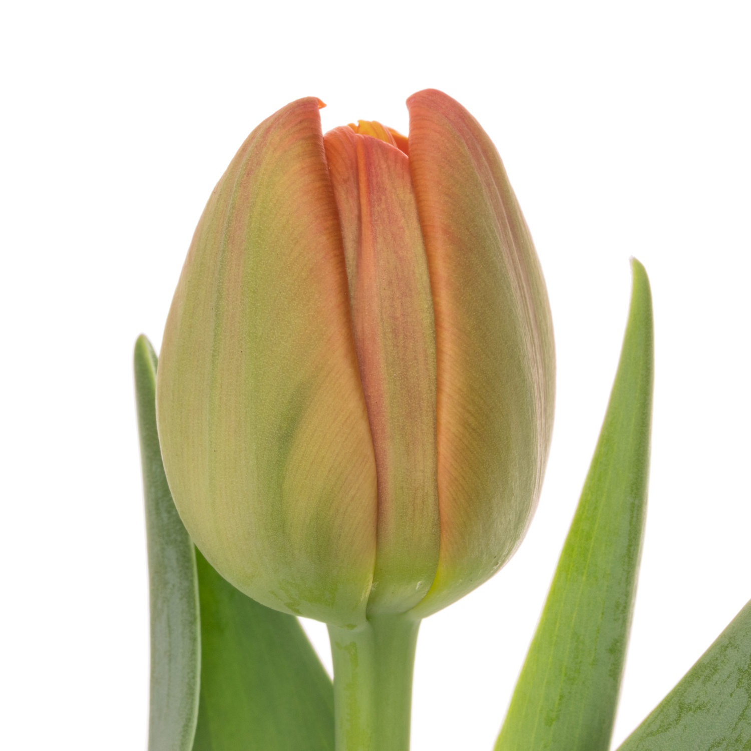 Tulpe orange doppel Icoon Triflor 40 Gramm