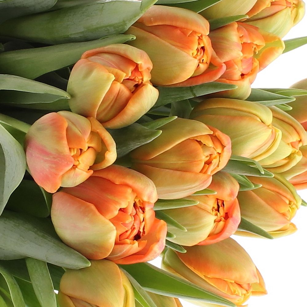 Tulpe orange doppel Icoon Triflor 40 Gramm