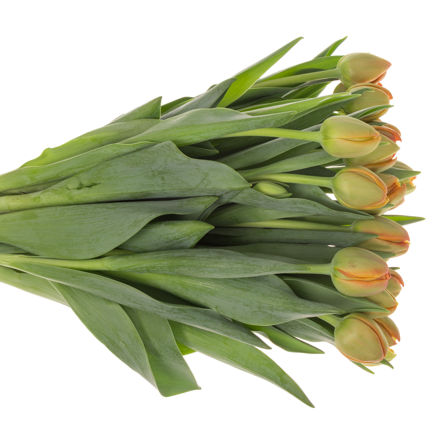 Tulpe orange doppel Icoon Triflor 40 Gramm