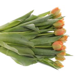 Tulpe orange doppel Icoon Triflor 40 Gramm