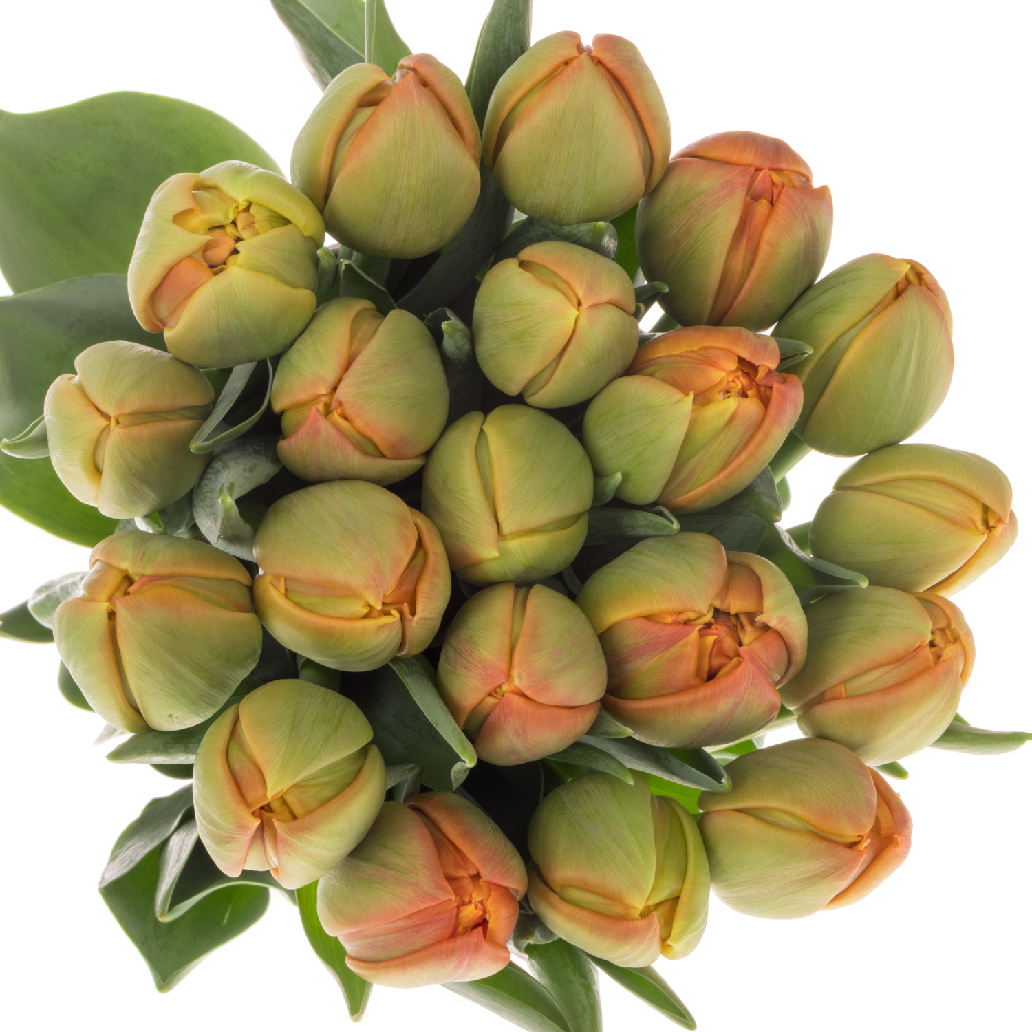 Tulpe orange doppel Icoon Triflor 40 Gramm