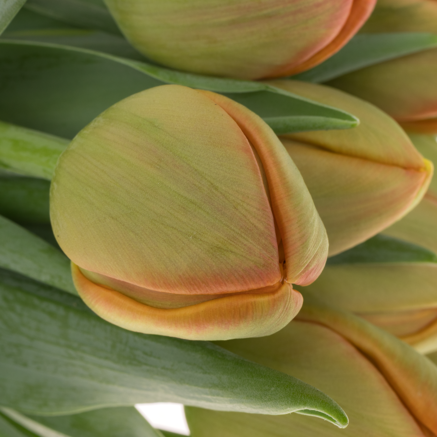 Tulpe orange doppel Icoon Triflor 40 Gramm