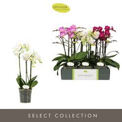 Phal.3-R mix Sensual Optimost T12 H045