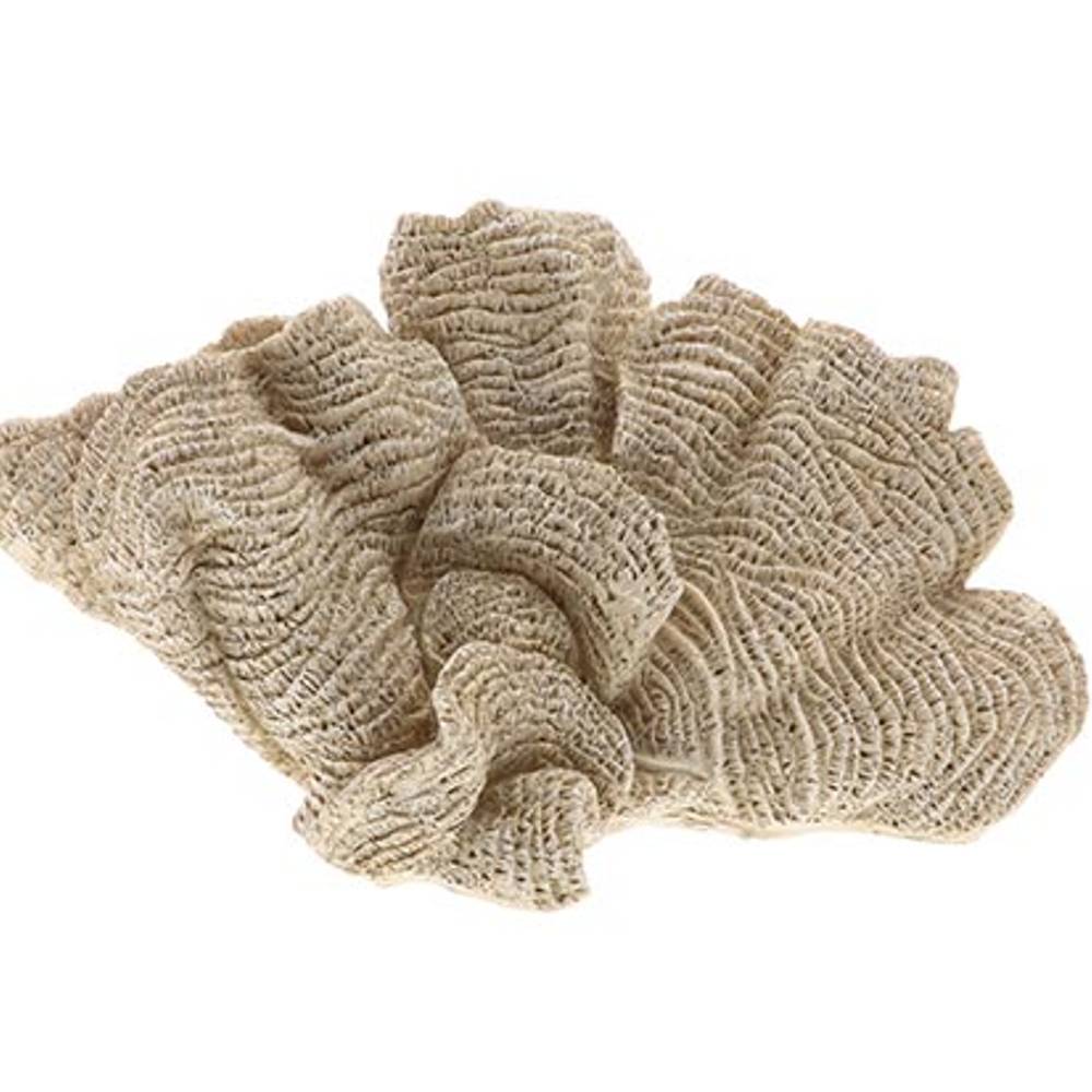 Koralle Ozean braun 34x19x17.5cm