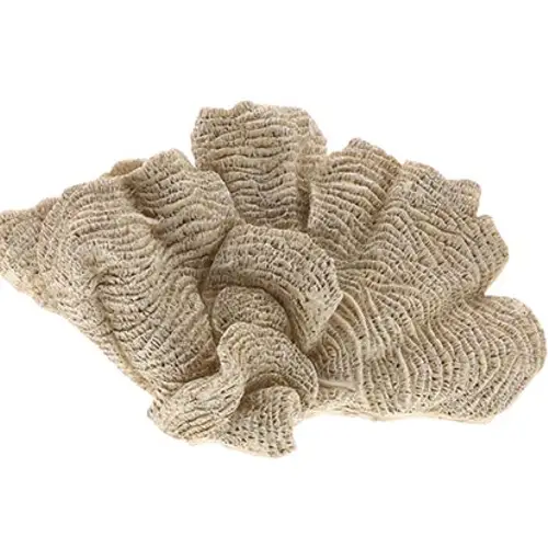 Koralle Ozean braun 34x19x17.5cm