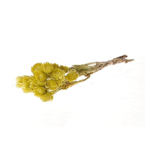Trocken Kap Blumen grün L30-40cm 20gr