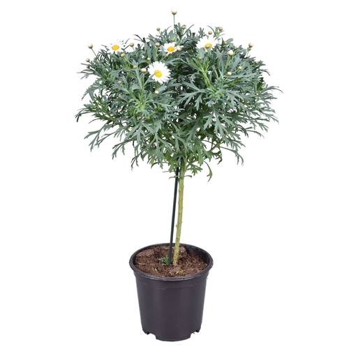 Margerite weiss auf Stamm T19 H085