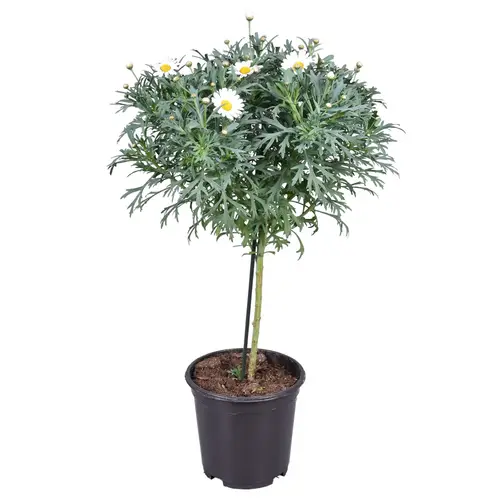 Margerite weiss auf Stamm T19 H085