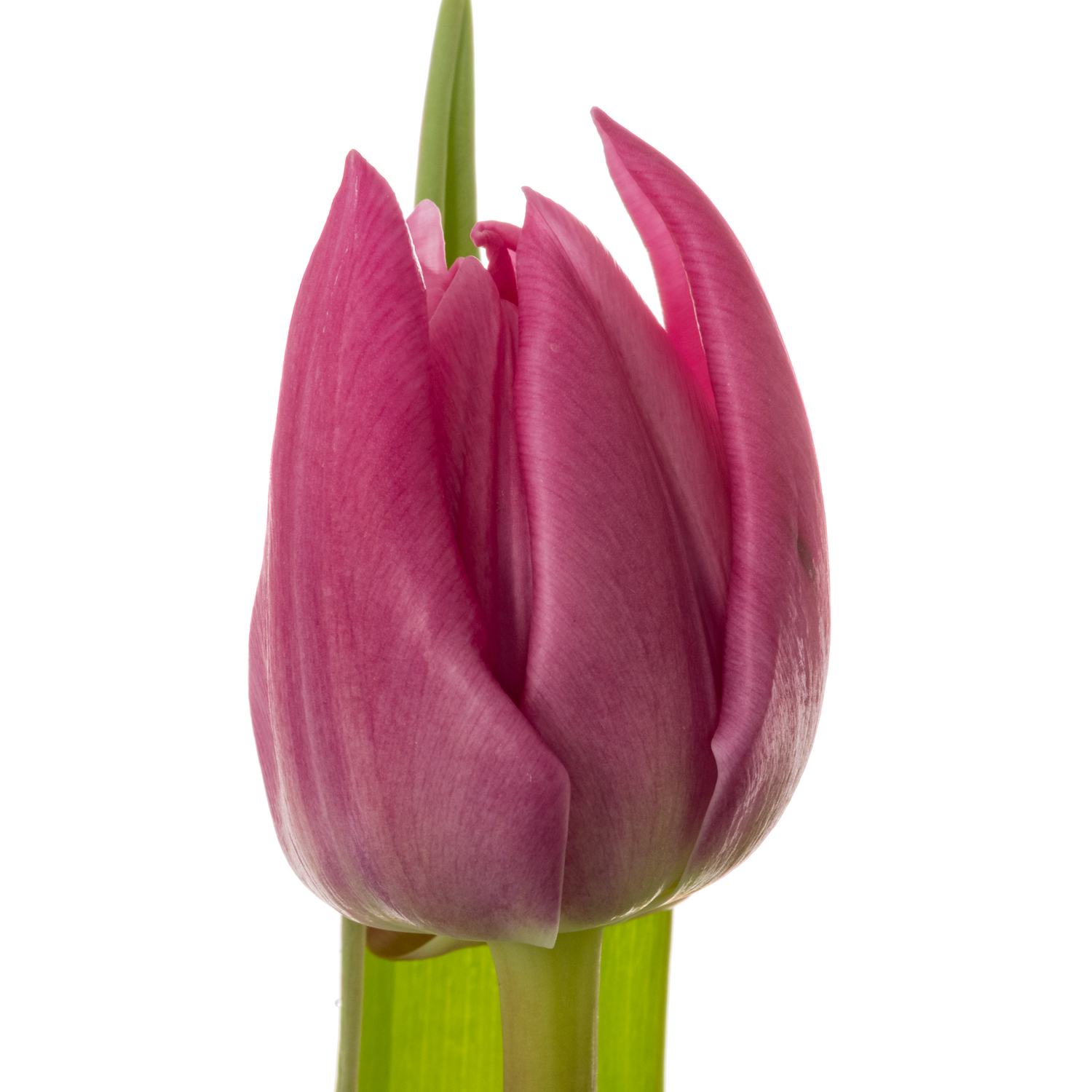 Tulpe rosa doppel rosa fox Coas Tulip 44 Gramm
