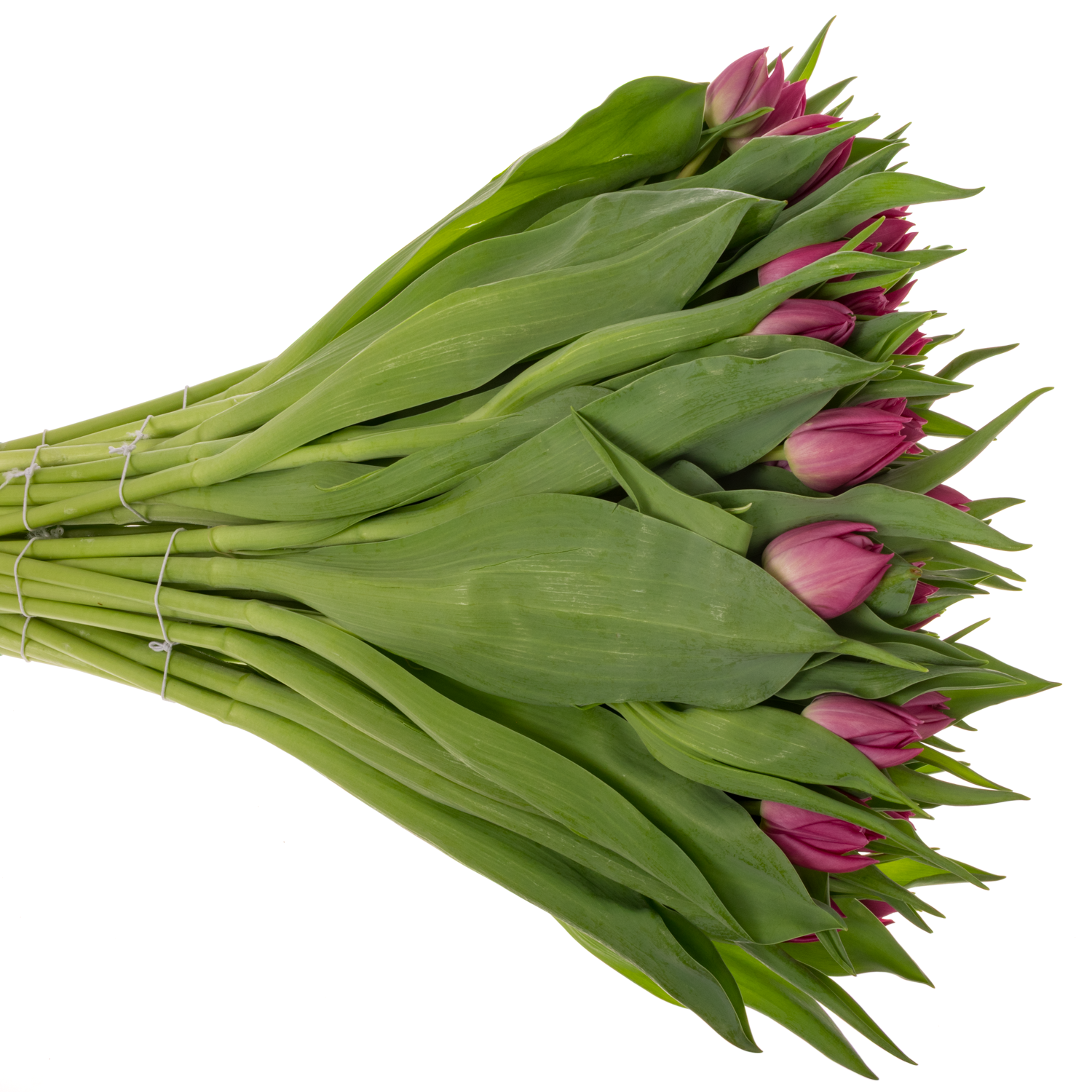 Tulpe rosa doppel rosa fox Coas Tulip 44 Gramm