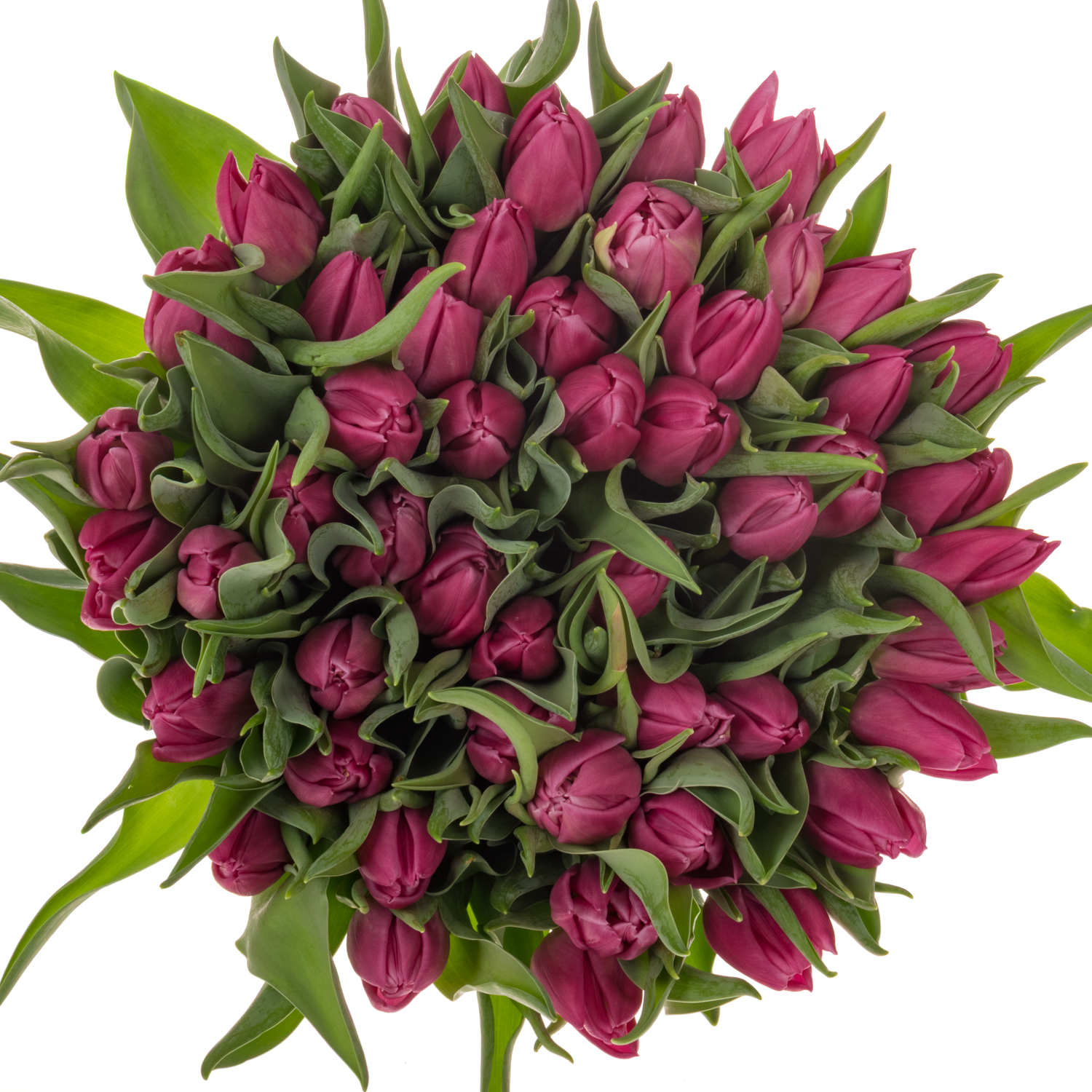Tulpe rosa doppel rosa fox Coas Tulip 44 Gramm