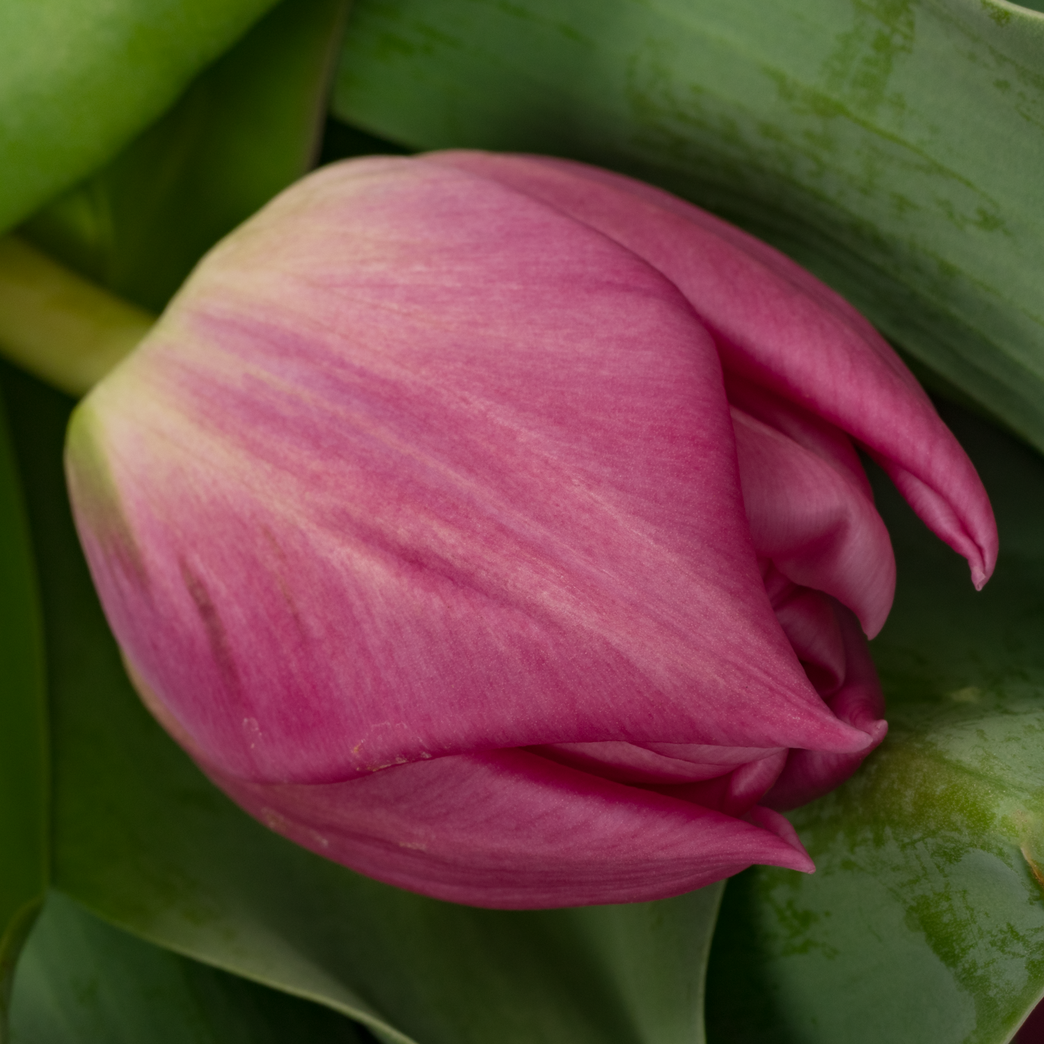 Tulpe rosa doppel rosa fox Coas Tulip 44 Gramm