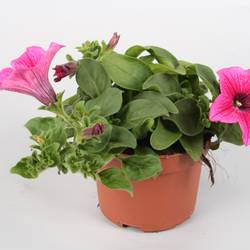 Petunia Surfinia rosa Hot T10,5 H022