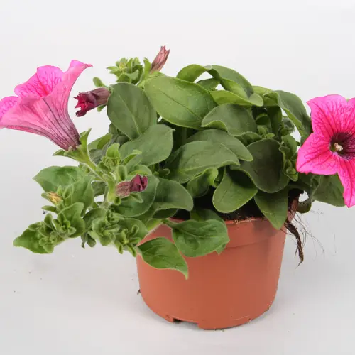 Petunia Surfinia rosa Hot T10,5 H022