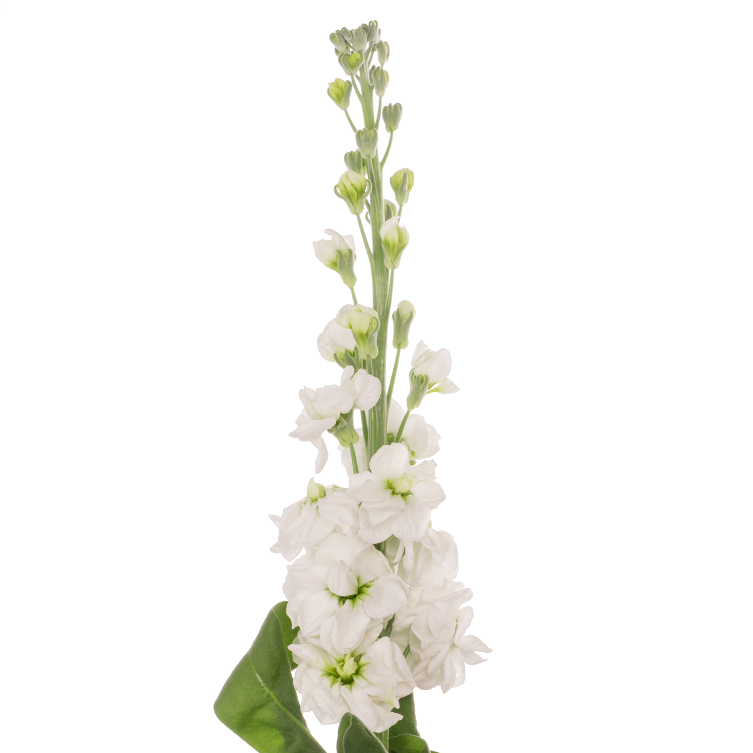 Levkoje weiss Milla White 70 cm