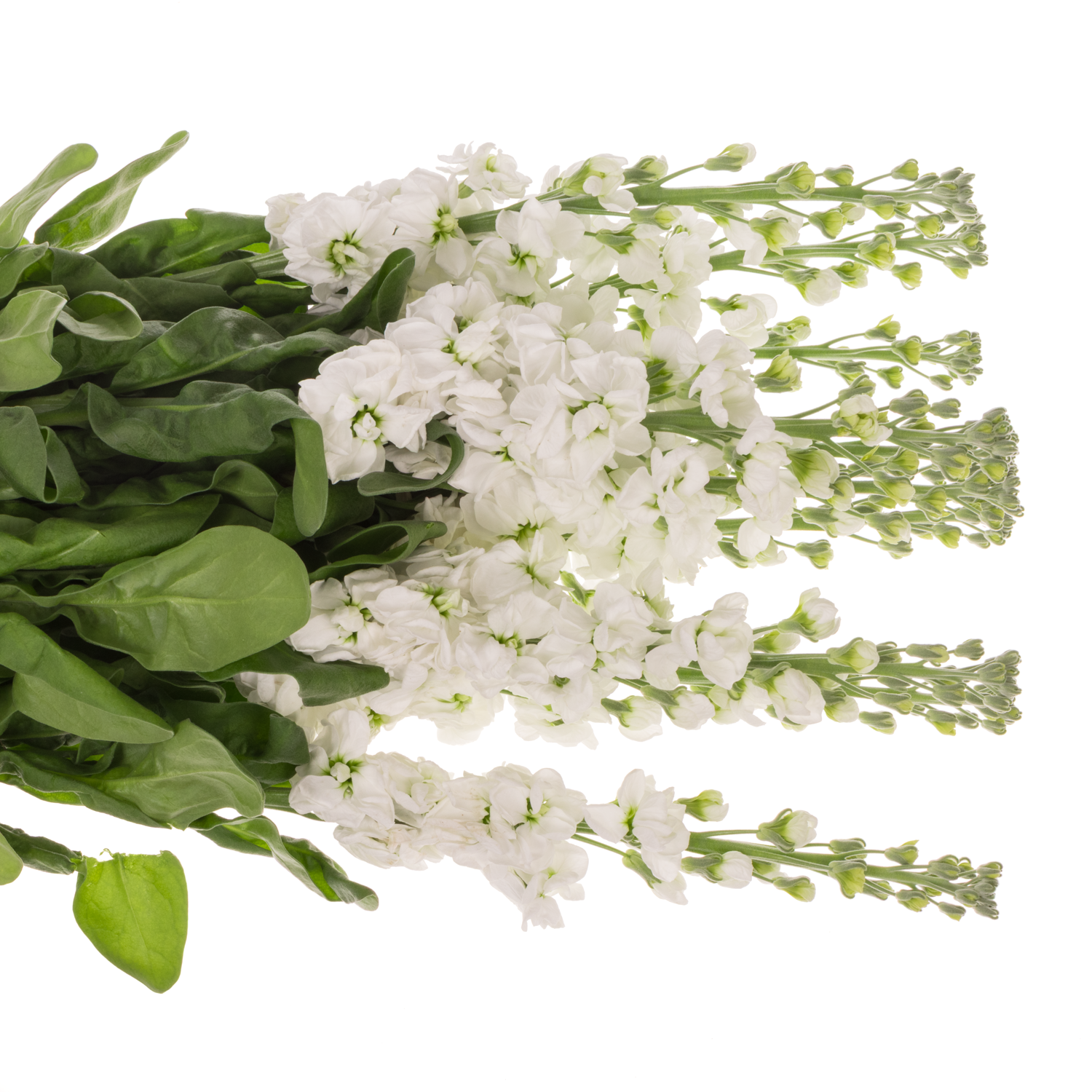 Levkoje weiss Milla White 70 cm