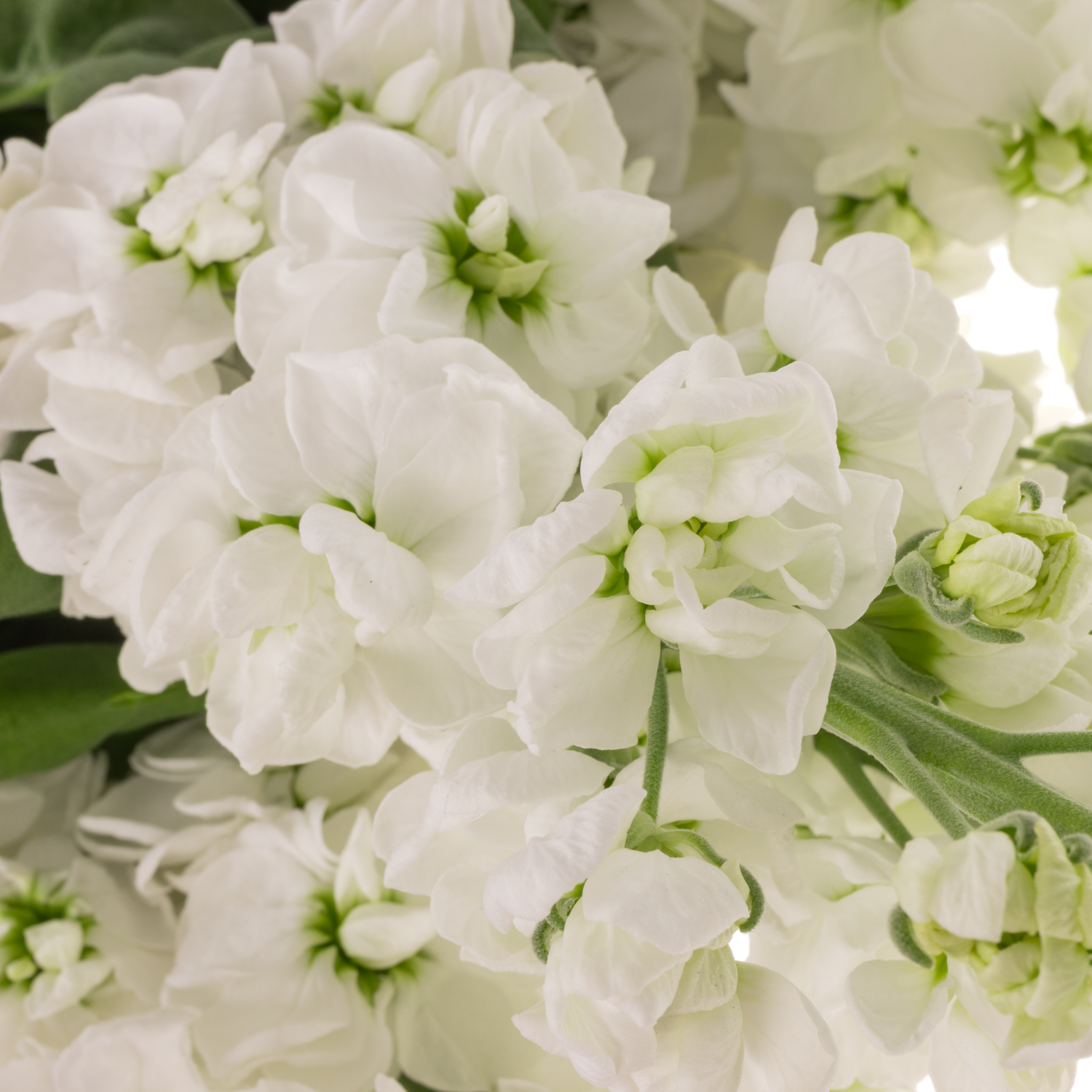 Levkoje weiss Milla White 70 cm