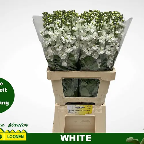 Levkoje weiss Milla White 70 cm