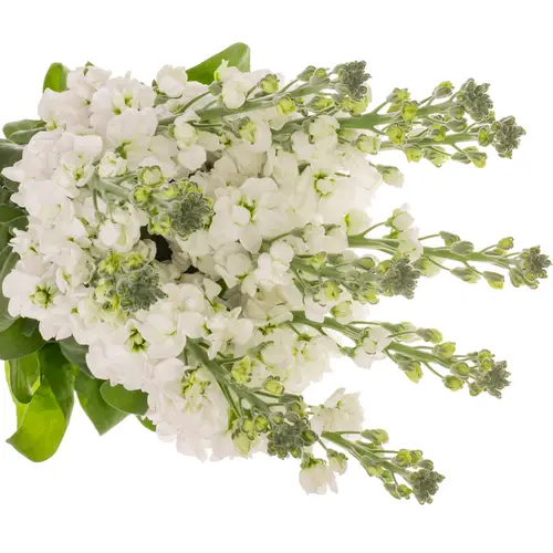 Levkoje weiss Milla White 70 cm