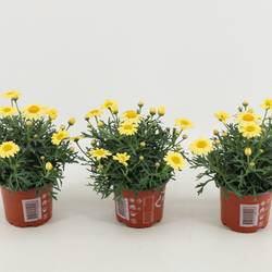 Margerite gelb T10,5 H025